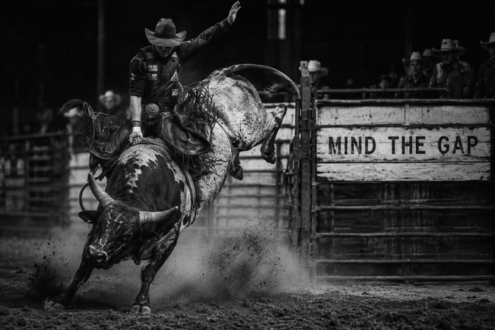 Rodeo rider gripping a bucking bull in front of a gate reading MIND THE GAP